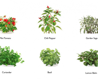 Smart Herb Garden
