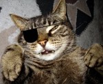 Chris vs. Dubai-Killer-Cat-Connection
